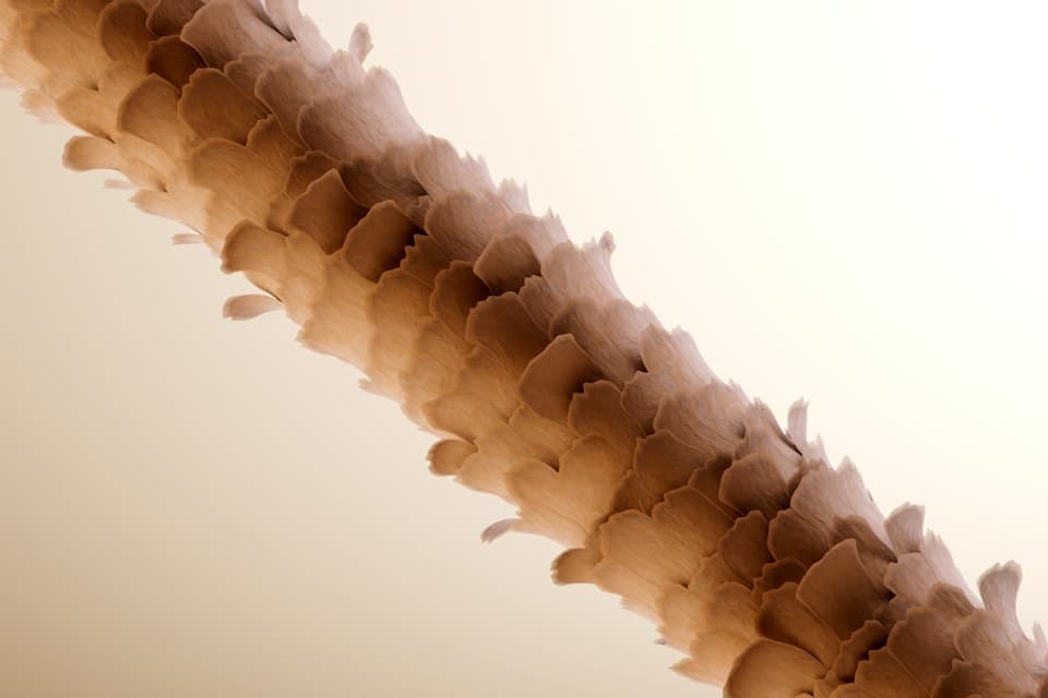 Pantene — image 9